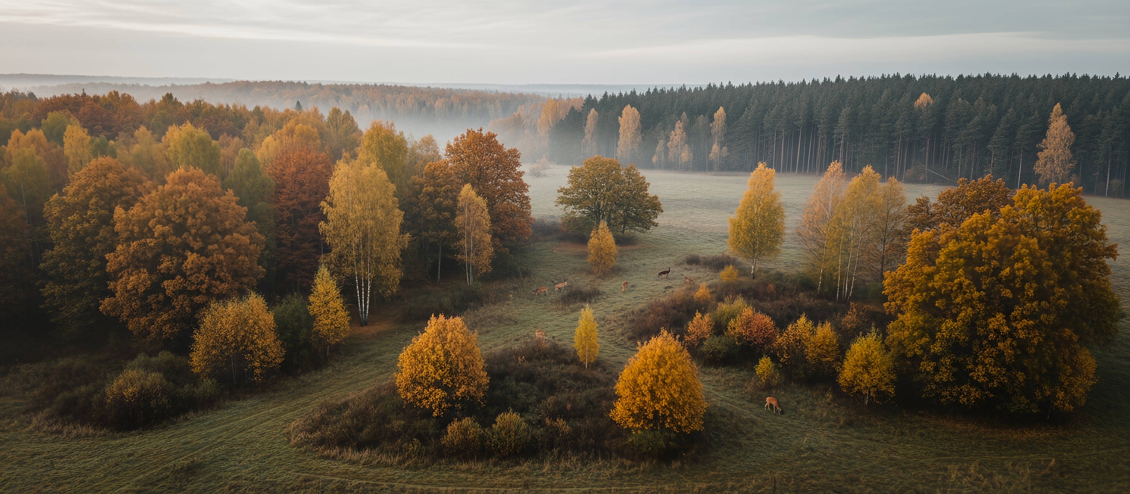 Drohnenaufnahme des Weidewild-Reviers im frühen Herbstmorgen. Nebel über Wiesen und Laubbäumen in goldenen Farben, Hirsche und Rehe grasen friedlich am Waldrand. Symbolbild für nachhaltige Jagd, Regionalität und naturbelassenes Wildfleisch aus eigener Hand.